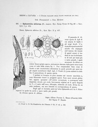 Cladosporium allicinum image